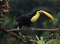 Kosta Rika Ormanları ve Yaban Hayatı Rehberi