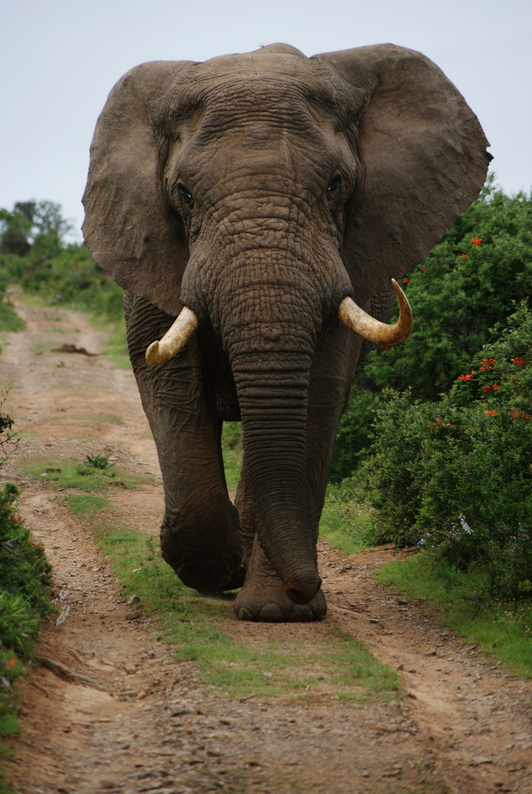 Afrika Safari Afrika Safari